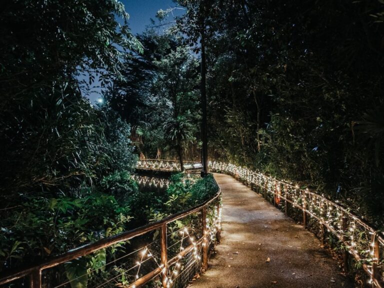 Singapore Night Safari Experience: A Visitor’s Essential Guide